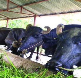 कोरोना कहरका बीचपनि वार्षिक सात लाख बचत गर्न सफल