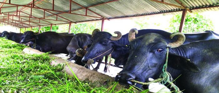 कोरोना कहरका बीचपनि वार्षिक सात लाख बचत गर्न सफल