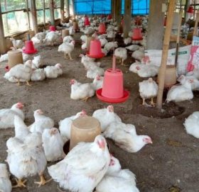 पक्षीमा रानीखेत र एचनाइनको प्रकोप फैलियो