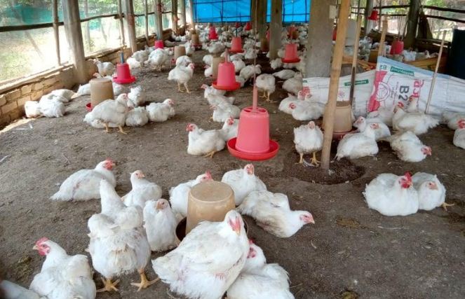 पक्षीमा रानीखेत र एचनाइनको प्रकोप फैलियो