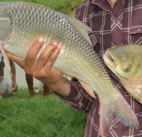 ५३ वर्षीय शर्माको जोश : मिहिनेत गरे के हुन्न ?