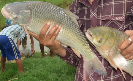 ५३ वर्षीय शर्माको जोश : मिहिनेत गरे के हुन्न ?