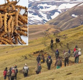 कोरोना महामारीबीच यार्सा सङ्कलन शुरु