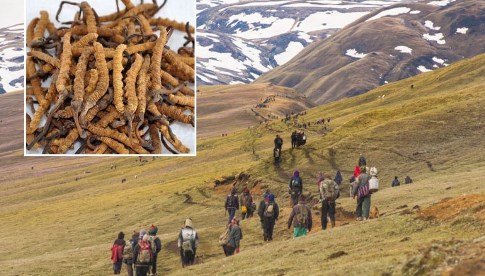 कोरोना महामारीबीच यार्सा सङ्कलन शुरु