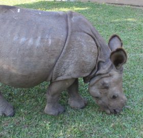 पाँच महिनामा एक सय नौ वन्यजन्तुको उद्धार