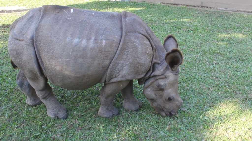 पाँच महिनामा एक सय नौ वन्यजन्तुको उद्धार