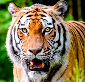 नेपालमा बाघको सङ्ख्या ३५५, दोब्बर बनाउन सफल