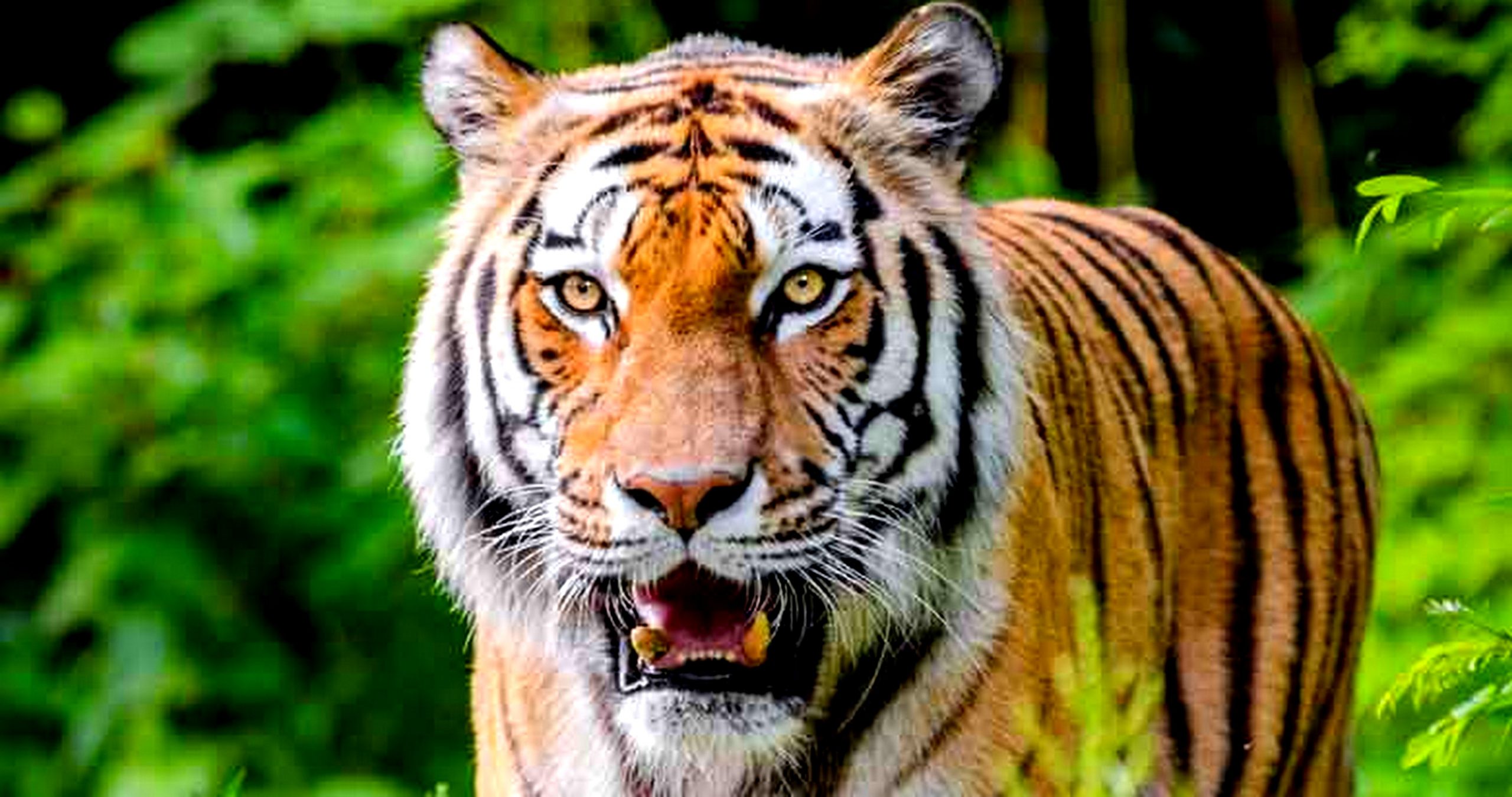 नेपालमा बाघको सङ्ख्या ३५५, दोब्बर बनाउन सफल