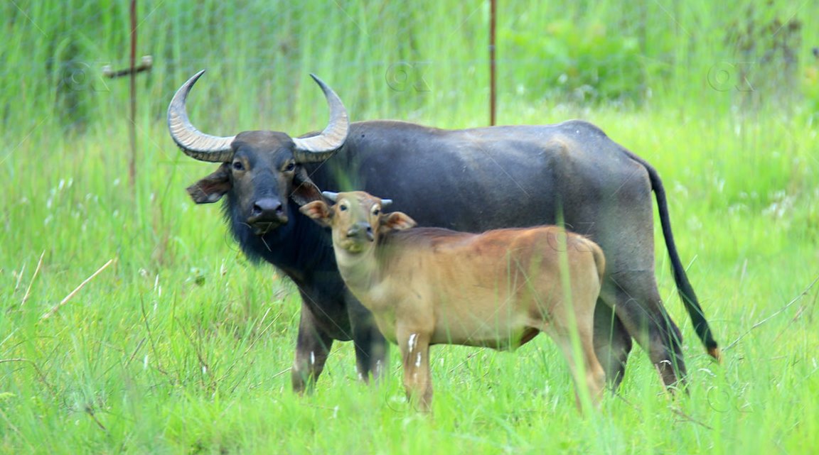 चितवन राष्ट्रिय निकुञ्ज बाह्रसिङ्गे र अर्ना विहीन