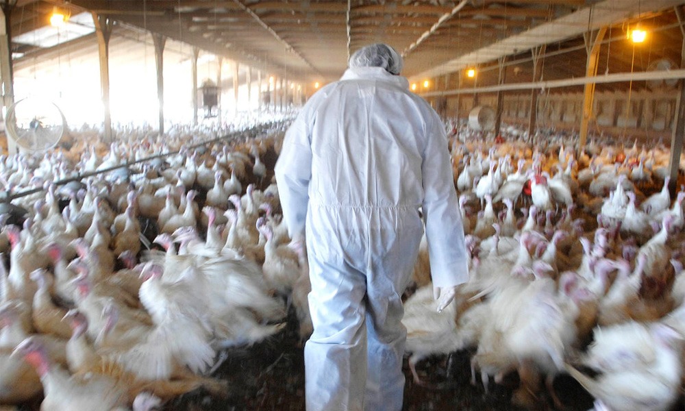 बर्डफ्लु प्रभावित किसानलाई छिट्टै राहत