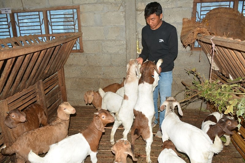 एउटा यस्तो गाउँ : जहाँ बाख्रा नपाल्नै घरै छैन