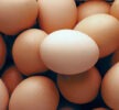 अण्डाको मूल्य हालसम्मकै उच्च